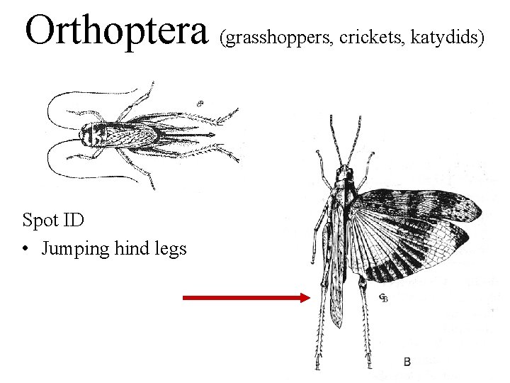 Orthoptera (grasshoppers, crickets, katydids) Spot ID • Jumping hind legs 