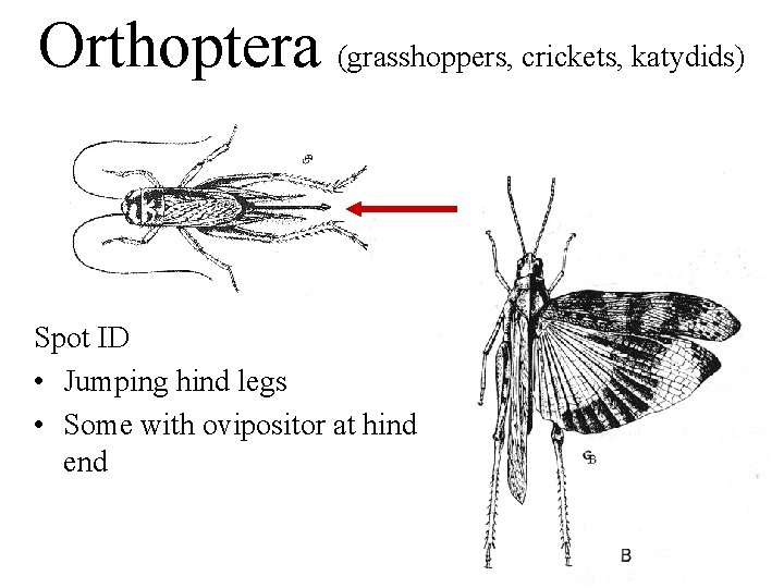 Orthoptera (grasshoppers, crickets, katydids) Spot ID • Jumping hind legs • Some with ovipositor