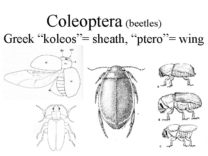 Coleoptera (beetles) Greek “koleos”= sheath, “ptero”= wing 