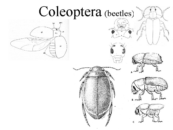 Coleoptera (beetles) 