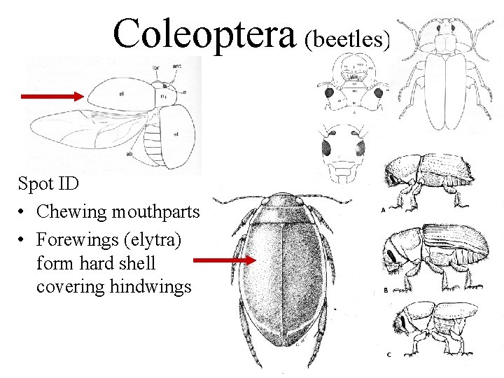 Coleoptera (beetles) Spot ID • Chewing mouthparts • Forewings (elytra) form hard shell covering