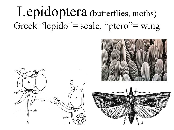 Lepidoptera (butterflies, moths) Greek “lepido”= scale, “ptero”= wing 