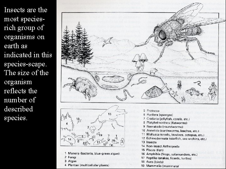 Insects are the most speciesrich group of organisms on earth as indicated in this