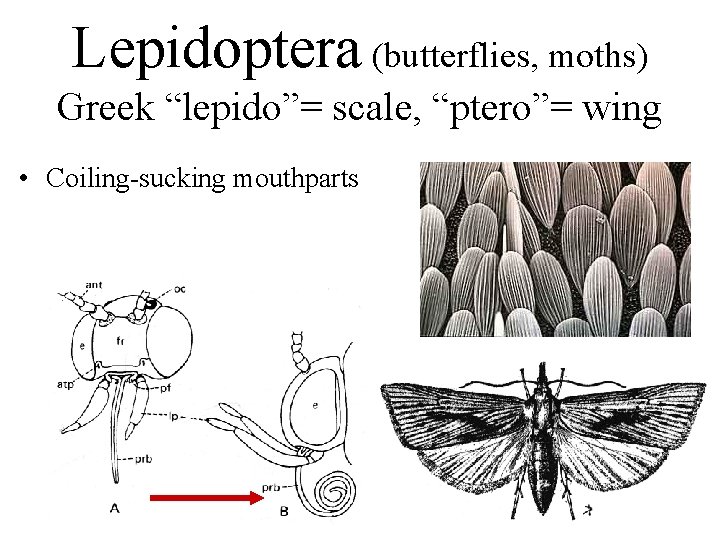 Lepidoptera (butterflies, moths) Greek “lepido”= scale, “ptero”= wing • Coiling-sucking mouthparts 