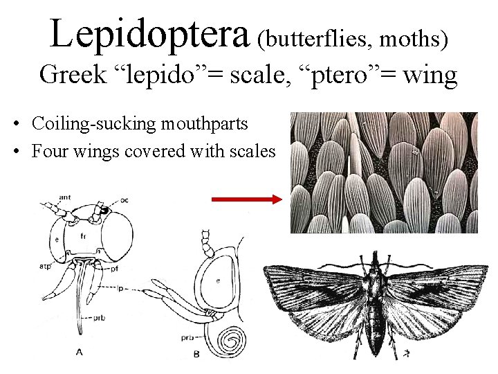Lepidoptera (butterflies, moths) Greek “lepido”= scale, “ptero”= wing • Coiling-sucking mouthparts • Four wings