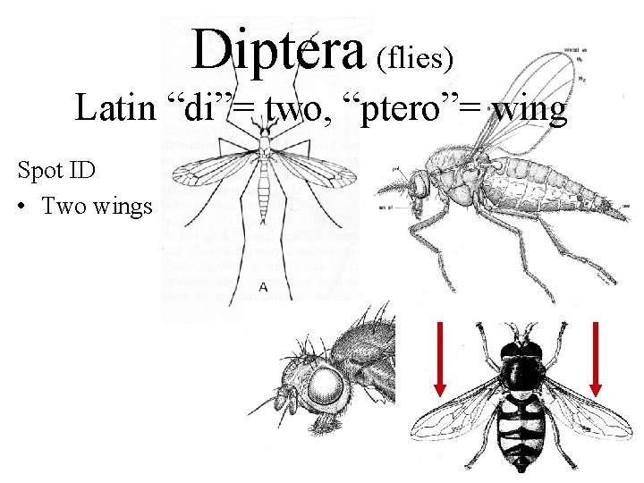 Diptera (flies) Latin “di”= two, “ptero”= wing Spot ID • Two wings 