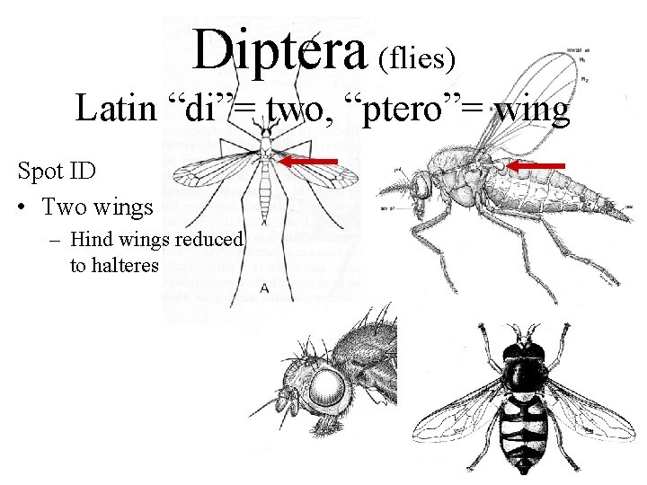 Diptera (flies) Latin “di”= two, “ptero”= wing Spot ID • Two wings – Hind