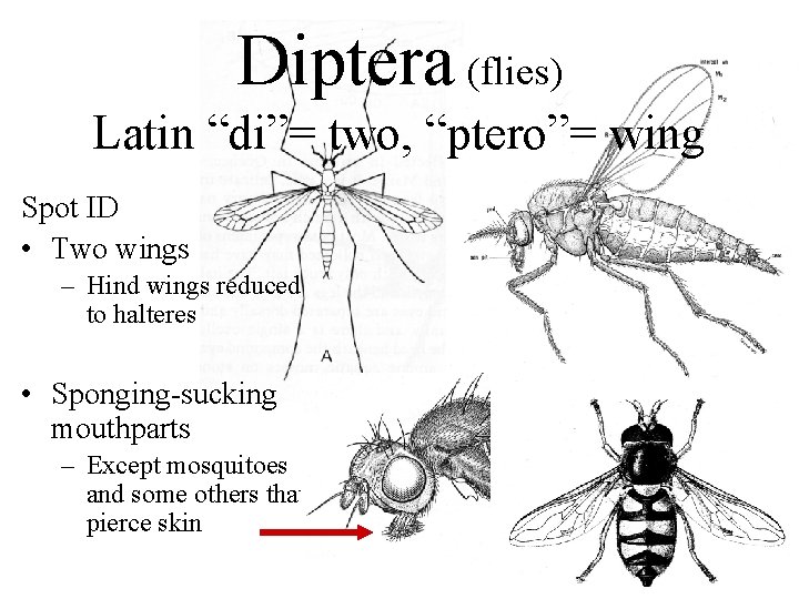 Diptera (flies) Latin “di”= two, “ptero”= wing Spot ID • Two wings – Hind