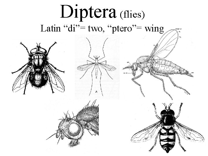 Diptera (flies) Latin “di”= two, “ptero”= wing 