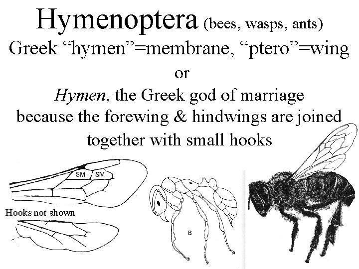 Hymenoptera (bees, wasps, ants) Greek “hymen”=membrane, “ptero”=wing or Hymen, the Greek god of marriage