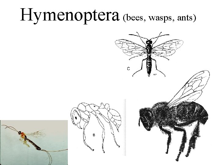 Hymenoptera (bees, wasps, ants) 
