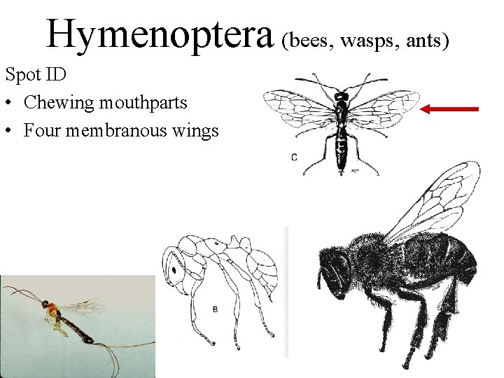 Hymenoptera (bees, wasps, ants) Spot ID • Chewing mouthparts • Four membranous wings 