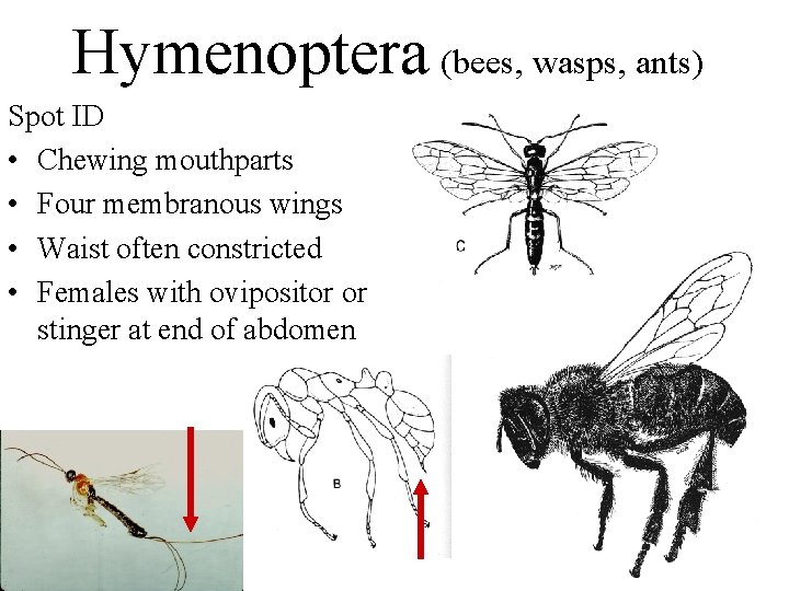 Hymenoptera (bees, wasps, ants) Spot ID • Chewing mouthparts • Four membranous wings •