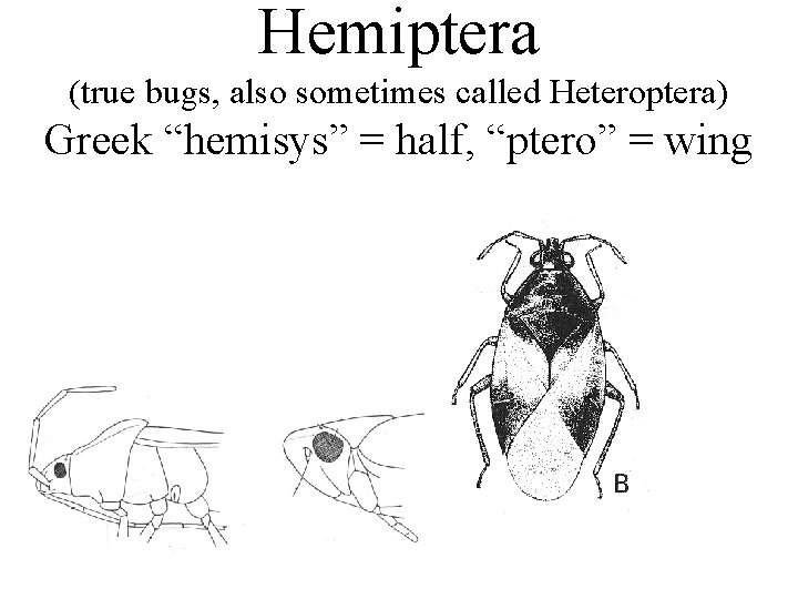 Hemiptera (true bugs, also sometimes called Heteroptera) Greek “hemisys” = half, “ptero” = wing