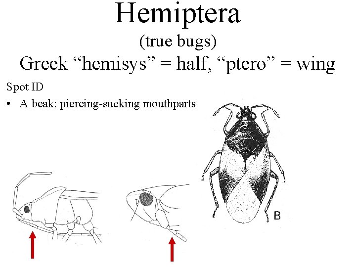 Hemiptera (true bugs) Greek “hemisys” = half, “ptero” = wing Spot ID • A