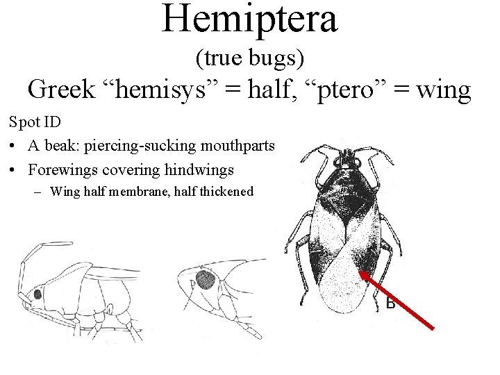 Hemiptera (true bugs) Greek “hemisys” = half, “ptero” = wing Spot ID • A