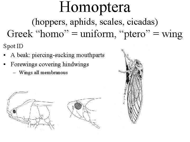 Homoptera (hoppers, aphids, scales, cicadas) Greek “homo” = uniform, “ptero” = wing Spot ID