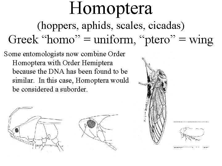 Homoptera (hoppers, aphids, scales, cicadas) Greek “homo” = uniform, “ptero” = wing Some entomologists