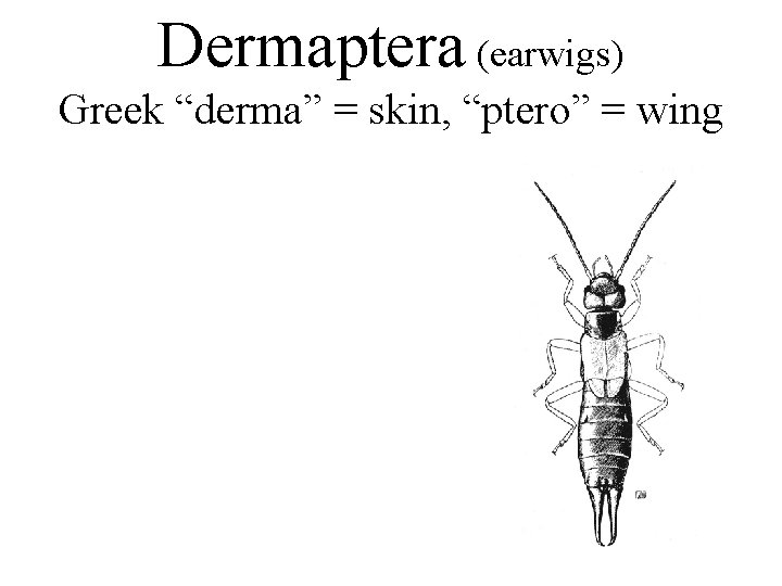 Dermaptera (earwigs) Greek “derma” = skin, “ptero” = wing 