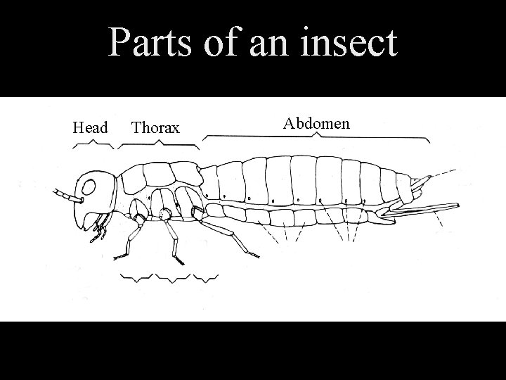 Parts of an insect Head Thorax Abdomen 