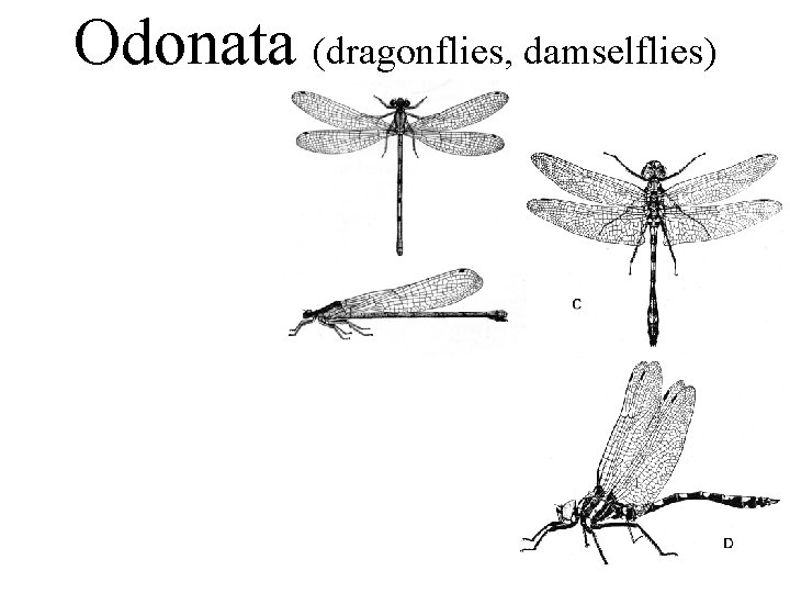 Odonata (dragonflies, damselflies) 