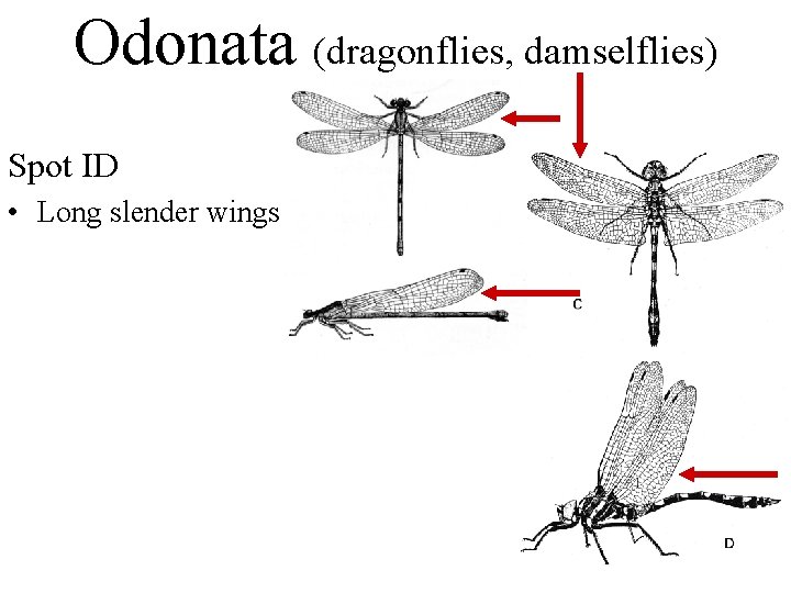 Odonata (dragonflies, damselflies) Spot ID • Long slender wings 