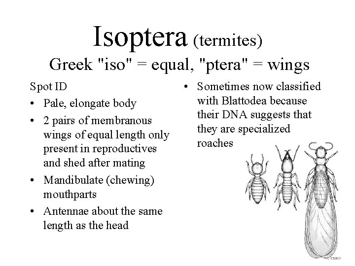 Isoptera (termites) Greek "iso" = equal, "ptera" = wings Spot ID • Pale, elongate