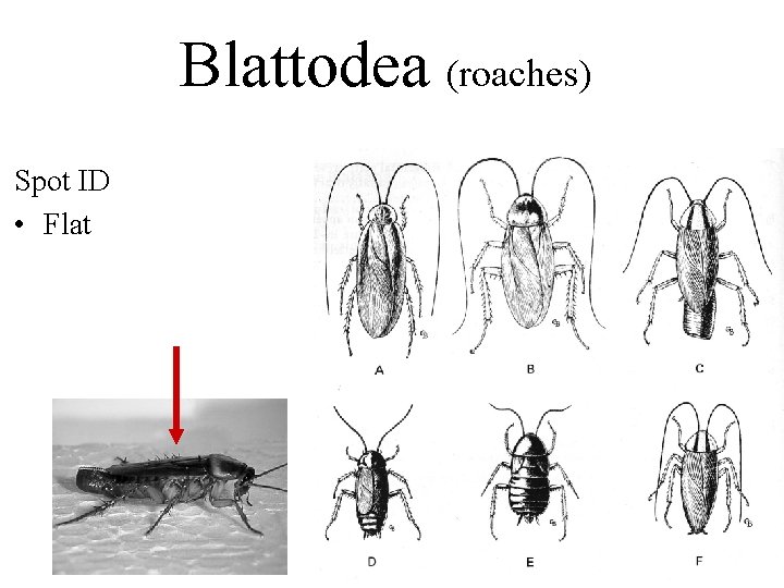 Blattodea (roaches) Spot ID • Flat 