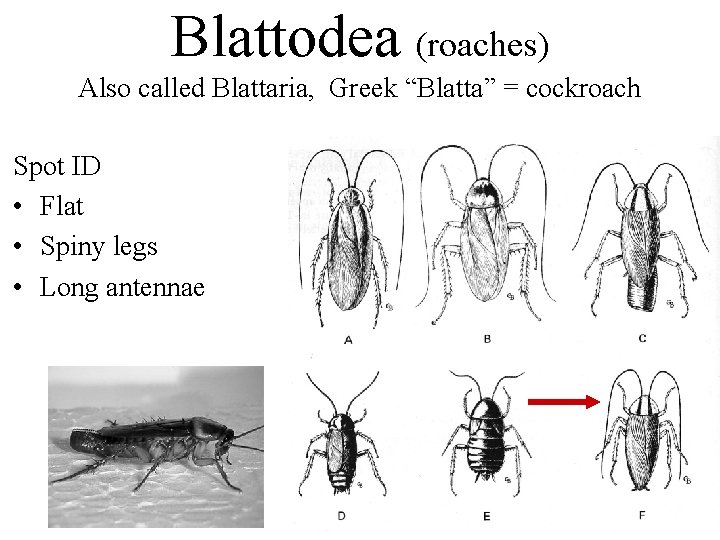 Blattodea (roaches) Also called Blattaria, Greek “Blatta” = cockroach Spot ID • Flat •