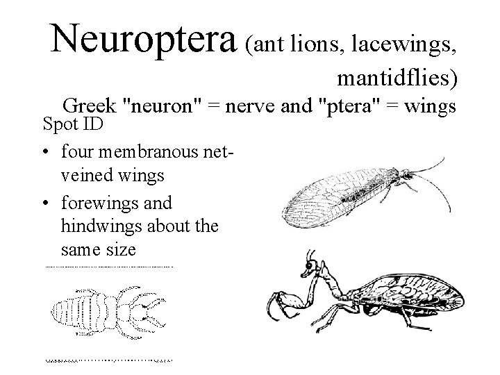 Neuroptera (ant lions, lacewings, mantidflies) Greek "neuron" = nerve and "ptera" = wings Spot