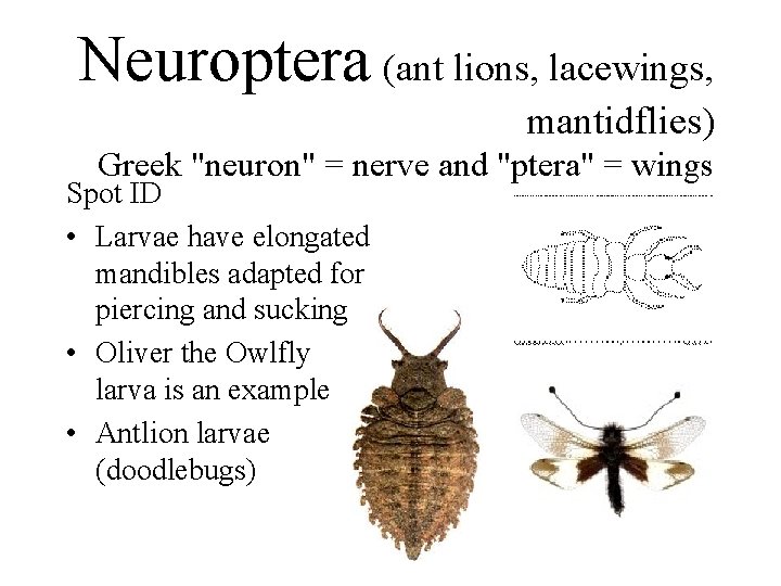 Neuroptera (ant lions, lacewings, mantidflies) Greek "neuron" = nerve and "ptera" = wings Spot