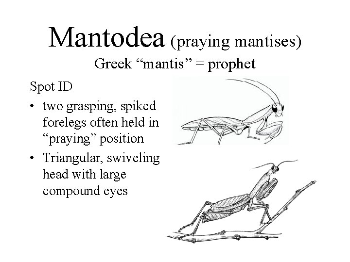 Mantodea (praying mantises) Greek “mantis” = prophet Spot ID • two grasping, spiked forelegs