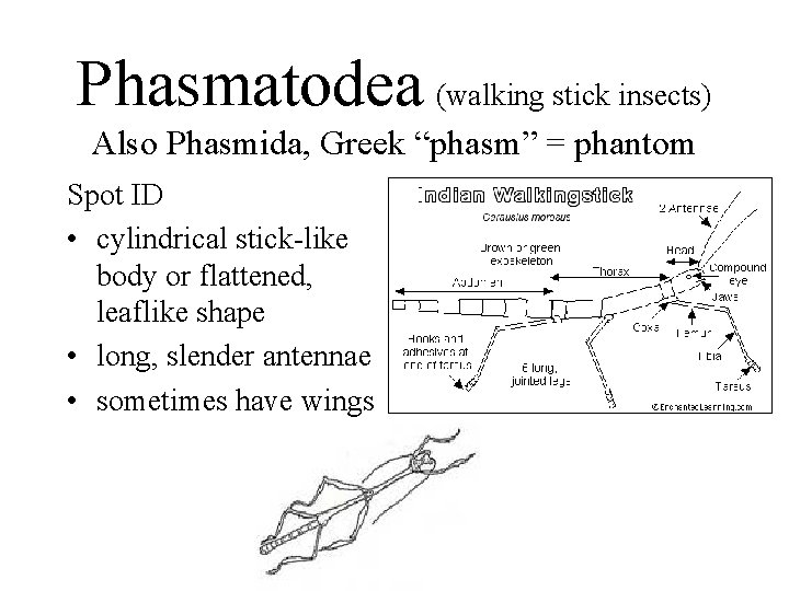 Phasmatodea (walking stick insects) Also Phasmida, Greek “phasm” = phantom Spot ID • cylindrical