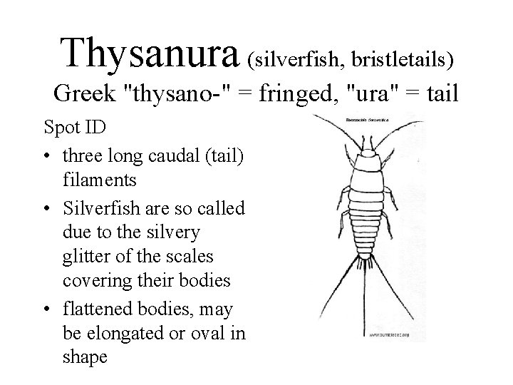 Thysanura (silverfish, bristletails) Greek "thysano-" = fringed, "ura" = tail Spot ID • three