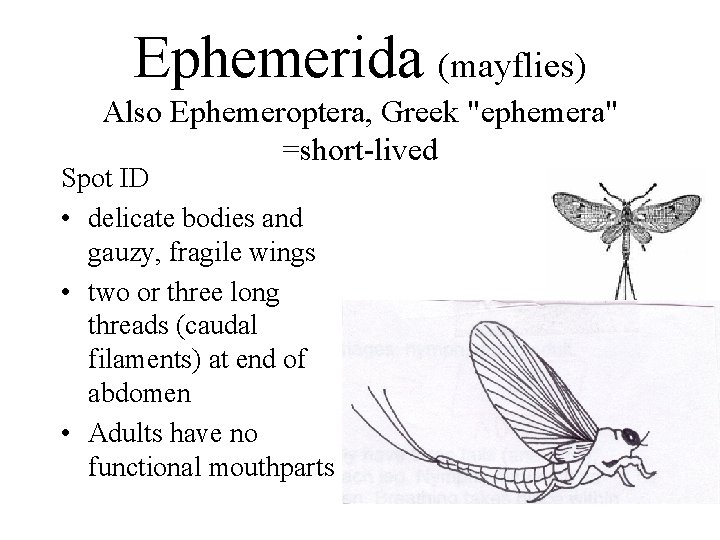 Ephemerida (mayflies) Also Ephemeroptera, Greek "ephemera" =short-lived Spot ID • delicate bodies and gauzy,