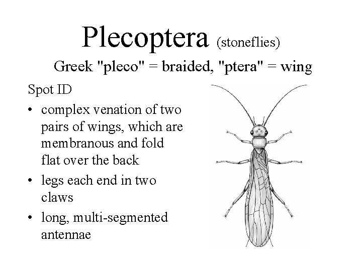 Plecoptera (stoneflies) Greek "pleco" = braided, "ptera" = wing Spot ID • complex venation