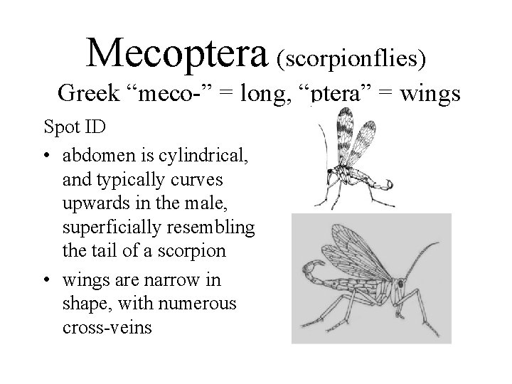Mecoptera (scorpionflies) Greek “meco-” = long, “ptera” = wings Spot ID • abdomen is