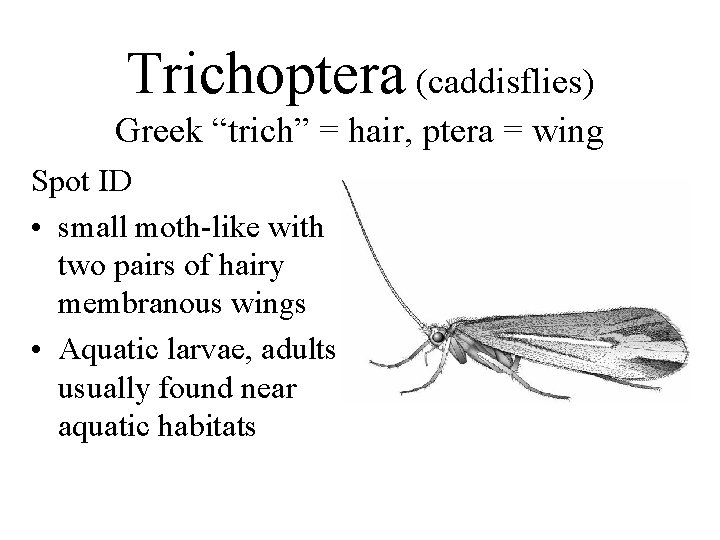 Trichoptera (caddisflies) Greek “trich” = hair, ptera = wing Spot ID • small moth-like