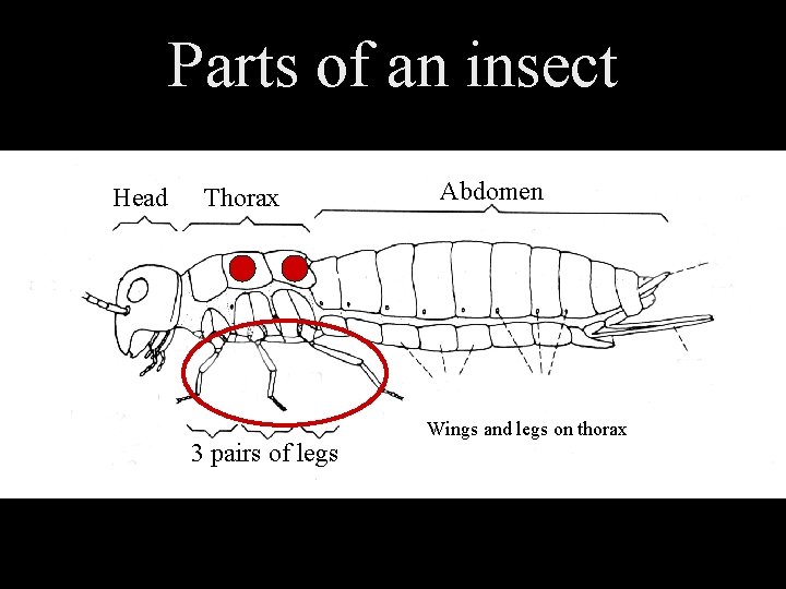Parts of an insect Head Thorax 3 pairs of legs Abdomen Wings and legs