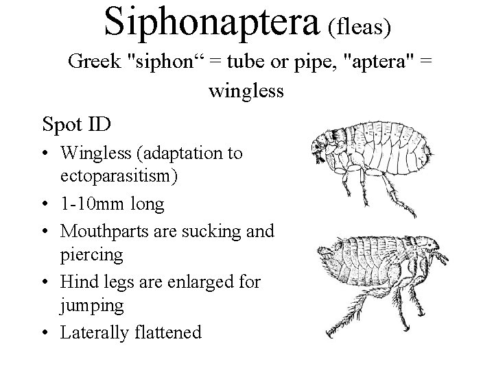 Siphonaptera (fleas) Greek "siphon“ = tube or pipe, "aptera" = wingless Spot ID •