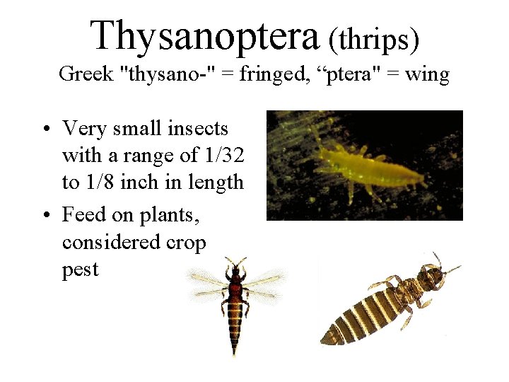 Thysanoptera (thrips) Greek "thysano-" = fringed, “ptera" = wing • Very small insects with