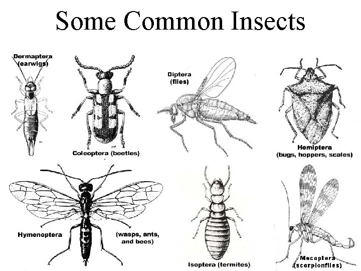 Some Common Insects 