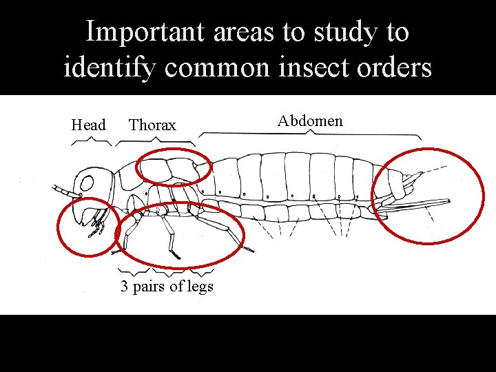 Important areas to study to identify common insect orders Head Thorax 3 pairs of