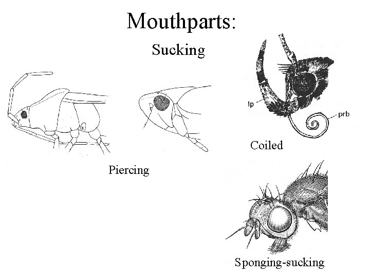 Mouthparts: Sucking Coiled Piercing Sponging-sucking 