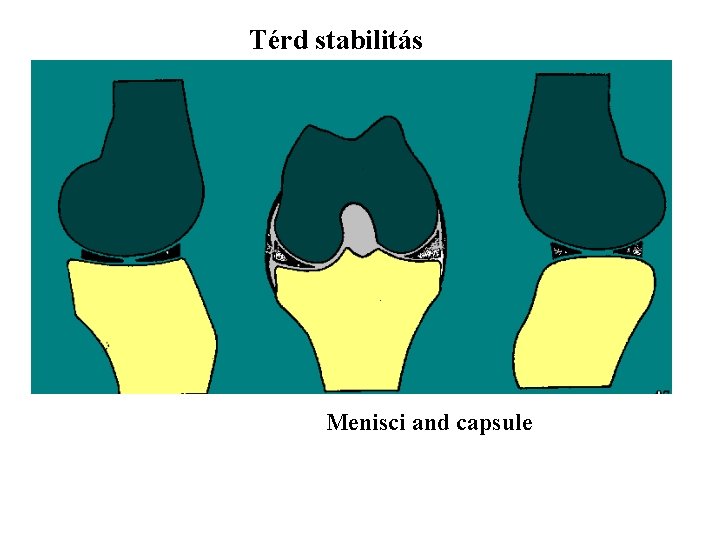 Térd stabilitás Menisci and capsule 