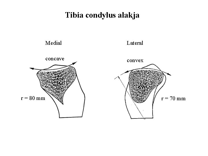 Tibia condylus alakja r = 80 mm Medial Lateral concave convex r = 70