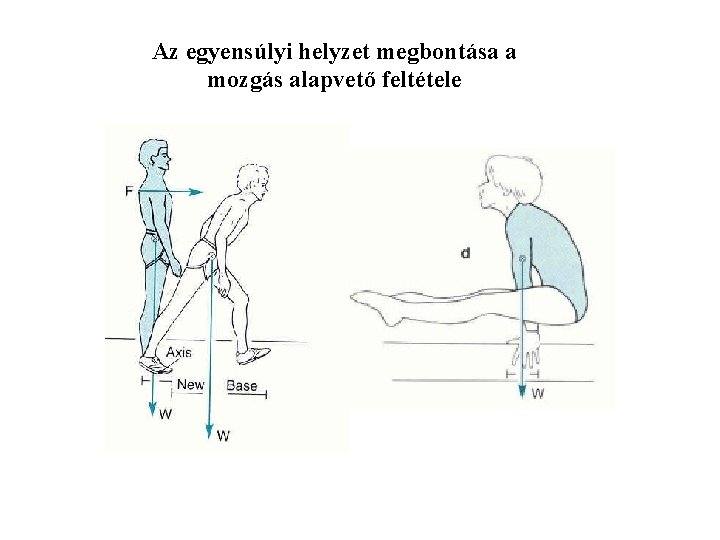 Az egyensúlyi helyzet megbontása a mozgás alapvető feltétele 