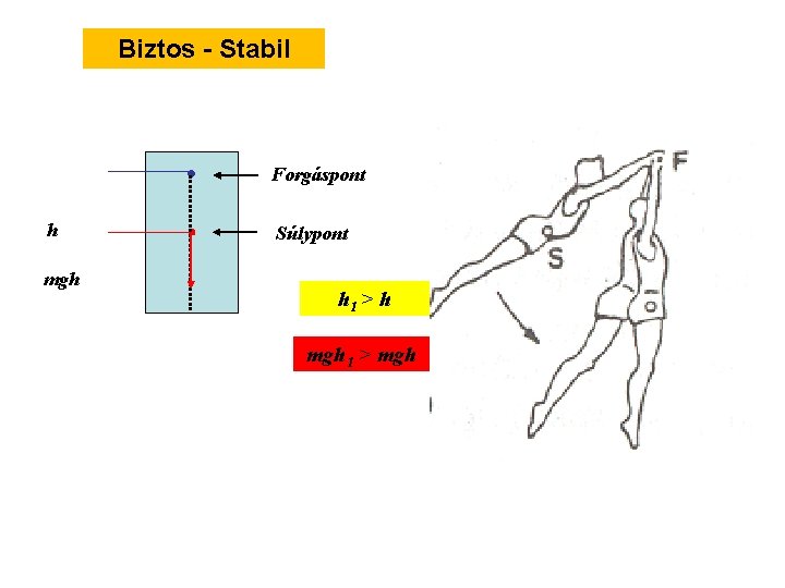 Biztos - Stabil Forgáspont h 1 h mgh Súlypont h 1 > h mgh