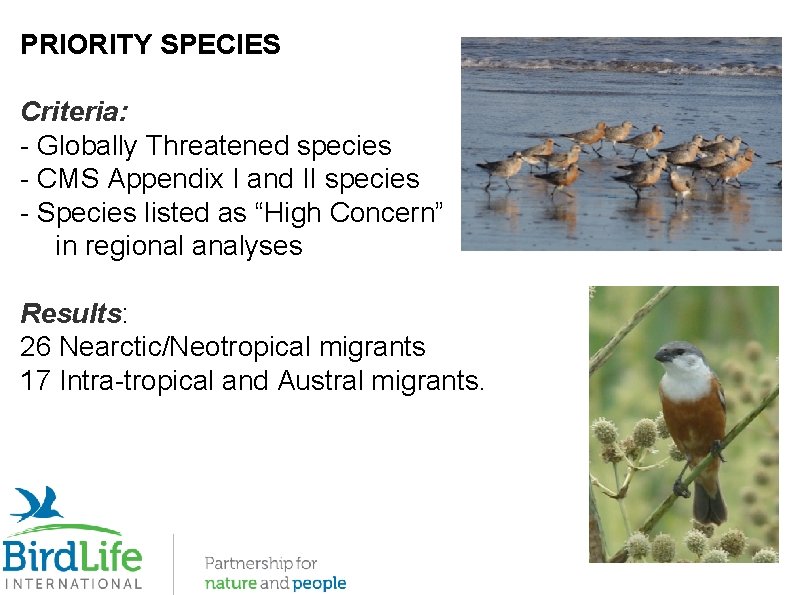PRIORITY SPECIES Criteria: - Globally Threatened species - CMS Appendix I and II species