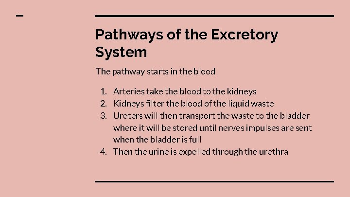 Pathways of the Excretory System The pathway starts in the blood 1. Arteries take
